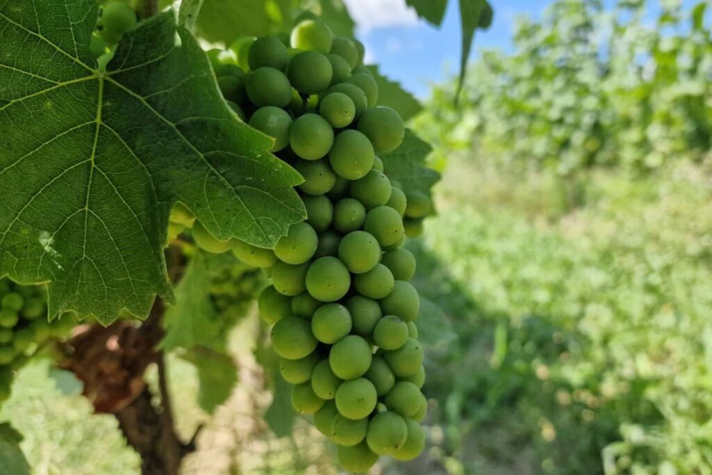 I vini Castello di Spessa, le degustazioni